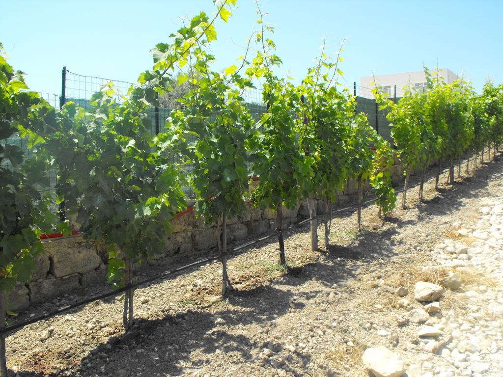 Agriturismoeloropizzuta Lido di Noto Eksteriør billede