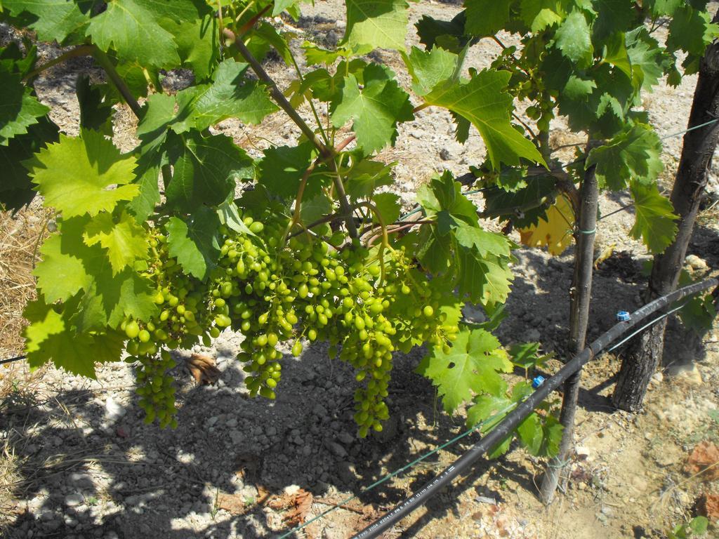 Agriturismoeloropizzuta Lido di Noto Eksteriør billede
