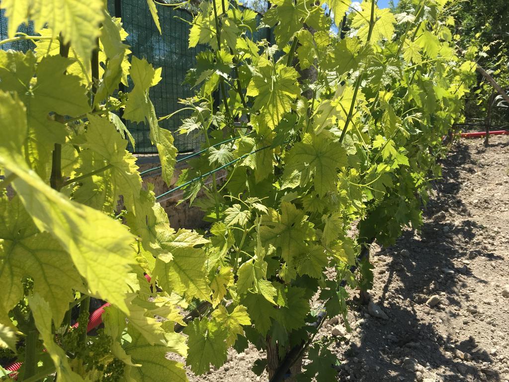 Agriturismoeloropizzuta Lido di Noto Eksteriør billede